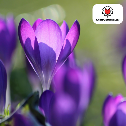 "Krokusblumenzwiebeln lila 30 Stück image"