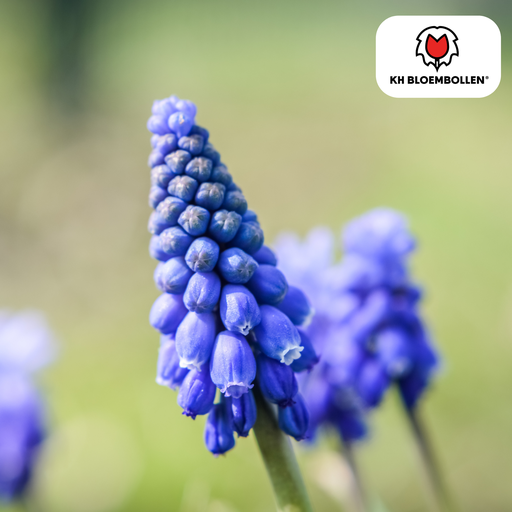 "Muscari Bleu Moon 20 Stück image"