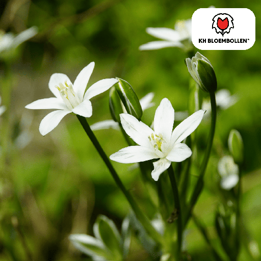 "Vogelmilch Blumenzwiebeln 30 Stück image"