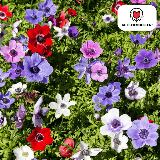 "Anemonen einfach 30 Stück image"