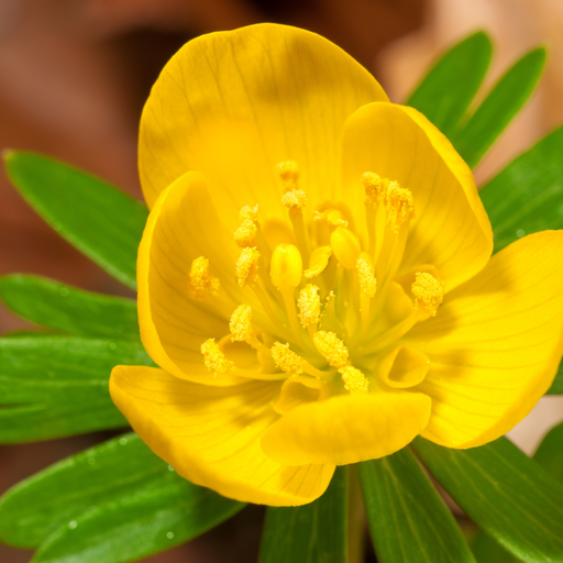 "Eisenhut Blumenzwiebeln 30 Stück image"