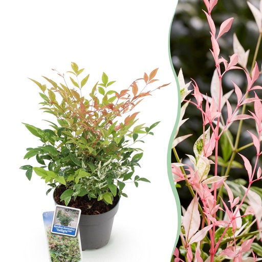 "Nandina Twilight - Bunt & Rosa - 1 Pflanze - Immergrün - Wenig Pflege - Topf 17cm Höhe 45cm image"