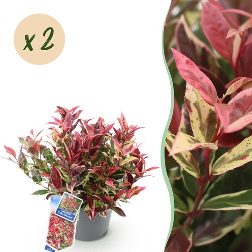 "Gartenpflanze - Leucothoe Colour Diamond - Bunt - 2 Pflanzen - Immergrün - Wenig Pflege - Topf 17cm Höhe 45cm image"