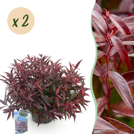"Gartenpflanze - Leucothoe Burning Love - Rot - 2 Pflanzen - Immergrün - Wenig Pflege - Topf 17cm Höhe 45cm image"