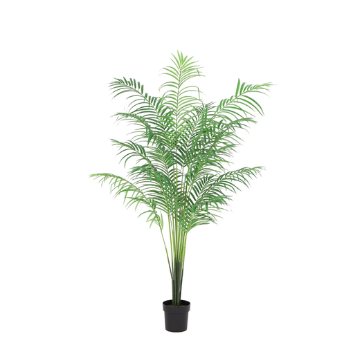 "KÜNSTLICHE Kentia-Palme - 170 cm image"