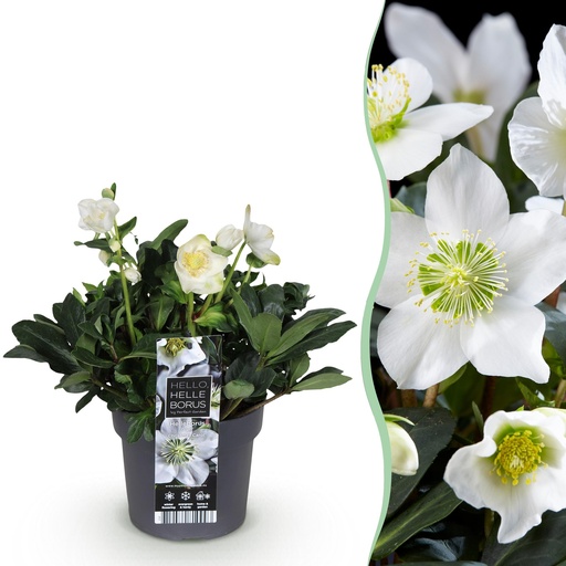 "Gartenpflanze - Weihnachtsrose - Helleborus Christmas Carol - Weiße Blüte - 1 Pflanze - Immergrün - Topf 17cm Höhe 35cm image"