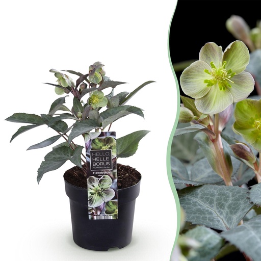 "Gartenpflanze - Lenzrose Helleborus sternii Silver Dollar - Grüne Blume - 1 Pflanze - Immergrün - Topf 14cm Höhe 35cm image"