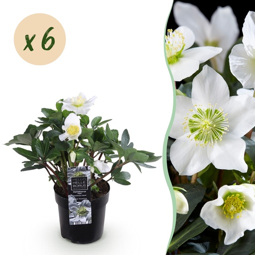 "Gartenpflanze - Weihnachtsrose - Helleborus Christmas Carol - Weiße Blüte - 6 Pflanzen - Immergrün - Topf 10,5cm Höhe 25cm image"