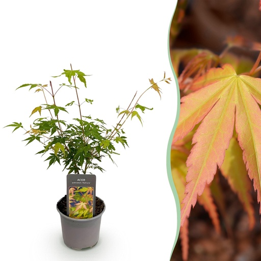 "Gartenpflanze - Acer palmatum Katsura - Orange - 1 Pflanze - Laubabwerfend - Wenig Pflege - Topf 12cm Höhe 35cm image"