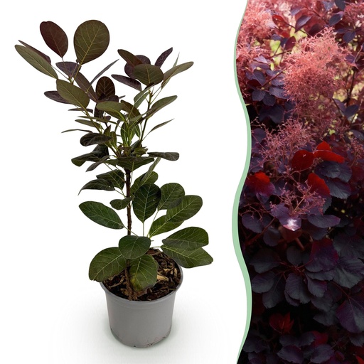 "Gartenpflanze - Cotinus coggyria Royal Purple - Lila - 1 Pflanze - Laubabwerfend - Wenig Pflege - Topf 12cm Höhe 35cm image"