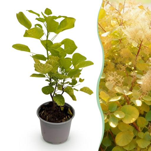"Gartenpflanze - Cotinus coggyria Golden Spirit - Gelb - 1 Pflanze - Laubfallend - Wenig Pflege - Topf 12cm Höhe 35cm image"