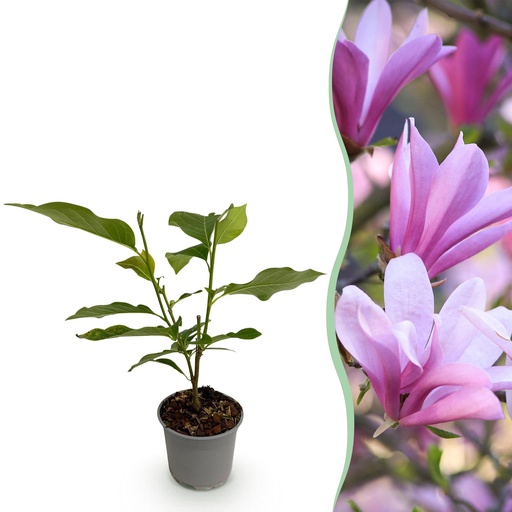 "Gartenpflanze - Magnolia Betty - Weiße Blüte - 1 Pflanze - Laubabwerfend - Pflegeleicht - Topf 12cm Höhe 30cm image"