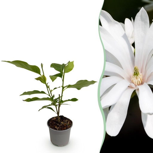 "Gartenpflanze - Magnolia stellata Royal Star - Blüte Weiß - 1 Pflanze - Laubabwerfend - Wenig Pflege - Topf 12cm Höhe 30cm image"