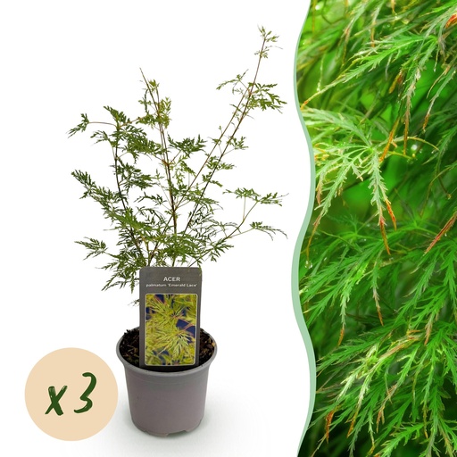 "Gartenpflanze - Acer palmatum Emerald Lace - Grün - 3 Pflanzen - Laubabwerfend - Wenig Pflege - Topf 12 cm Höhe 35 cm image"