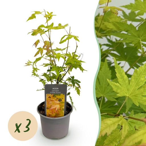 "Gartenpflanze - Acer palmatum Orange Dream - Orange - 3 Pflanzen - Laubabwerfend - Wenig Pflege - Topf 12cm Höhe 35cm image"