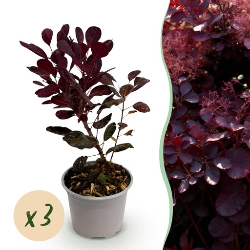 "Gartenpflanze – Cotinus coggyria ‚Lilla‘ – Lila – 3 Pflanzen – Laubabwerfend – Pflegeleicht – Topf 12 cm, Höhe 35 cm image"