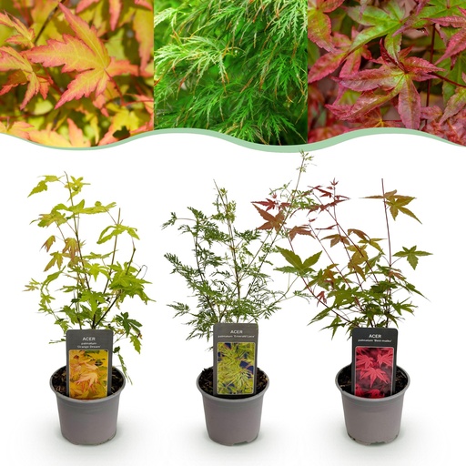"Gartenpflanze - Acer palmatum Tricolour - Rot-Grün-Orange - 3 Pflanzen - Laubabwerfend - Wenig Pflege - Topf 12cm Höhe 35cm image"
