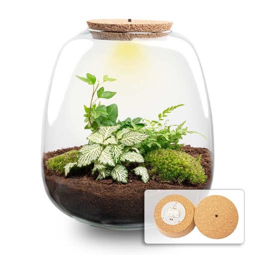"Pflanzen Terrarium - Emma - DIY kit - ↑ 25 cm - Ø 23 cm - Hedera White image"