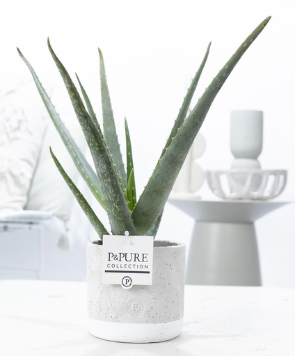 "Aloe Vera In P&PURE Jade Keramik - Ø12cm - ↕45cm image"