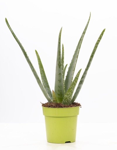 "Aloe Vera P&PURE Sammlung - Ø12cm - ↕40cm image"