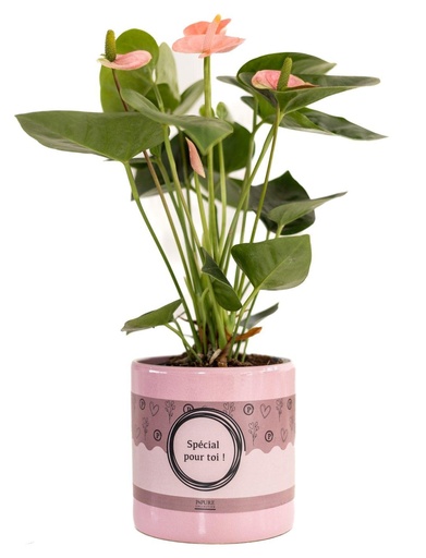 "Anthurium Rosa (Spirit) in P&PURE "SPECIAL POUR TOI" Verpackung - Ø12cm - ↕45cm image"