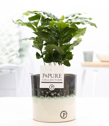 "Coffea Arabica In P&PURE Illusion Ker. - Ø12cm - ↕20cm image"