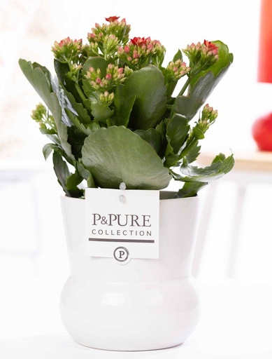 "Kalanchoe Rot in P&PURE Pflanzvase Maximawhite - Ø12cm - ↕27cm image"