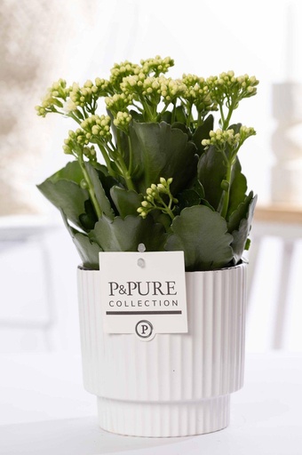 "Kalanchoe Weiß In P&PURE Ivy Keramik - Ø12cm - ↕27cm image"