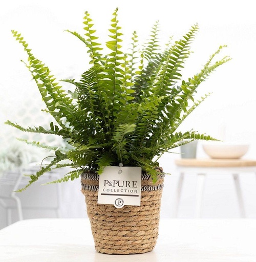 "Nephrolepis Green Lady In P&PURE Korb - Ø12cm - ↕35cm image"