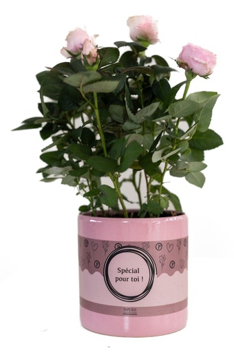 "Rosa Hellrosa In P&PURE "SPECIAL POUR TOI" Verpackung - Ø12cm - ↕30cm image"