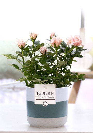 "Rosa Light Rosa In P&PURE Lauren Keramik - Ø12cm - ↕30cm image"