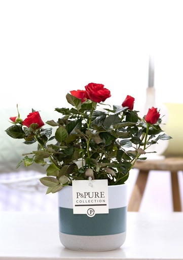 "Rosa Rot In P&PURE Lauren Keramik - Ø12cm - ↕30cm image"