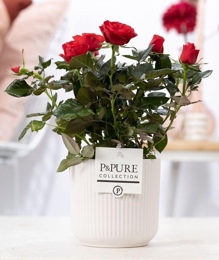 "Rosa Rot in P&PURE Sophie Keramik Weiß - Ø12cm - ↕30cm image"