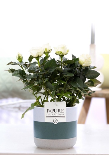 "Rosa Weiß In P&PURE Lauren Keramik - Ø12cm - ↕30cm image"