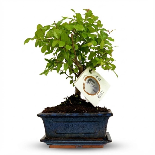 "Bonsai Kugelform Baum - Höhe: 25-30 cm (Keramik-Mix) image"
