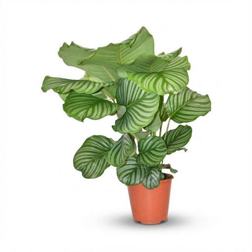 "Calathea Orbifolia - Ø 19 cm - Höhe: 60cm image"