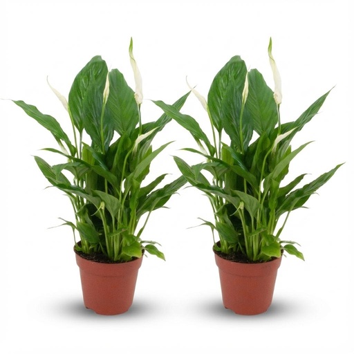 "Spathiphyllum Einblatt - 2 Stück - Ø 12 cm - Höhe: 35 - 40 cm image"