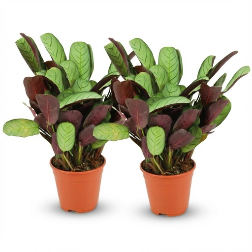 "Ctenanthe Amagris - 2 Stück - Ø 14 cm - Höhe: 25 - 35 cm image"
