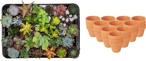 "Mini Sukkulenten Mix - 30 Stück - Ø 8,1 cm - Höhe: 5-10 cm - Terrakottatöpfe image"
