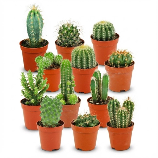 "Mini Kakteen Set - 12 Stück - Ø 5.5 cm - Höhe: 5-10 cm image"