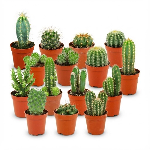 "Mini Kakteen Set - 15 Stück - Ø 5.5 cm - Höhe: 5-10 cm image"
