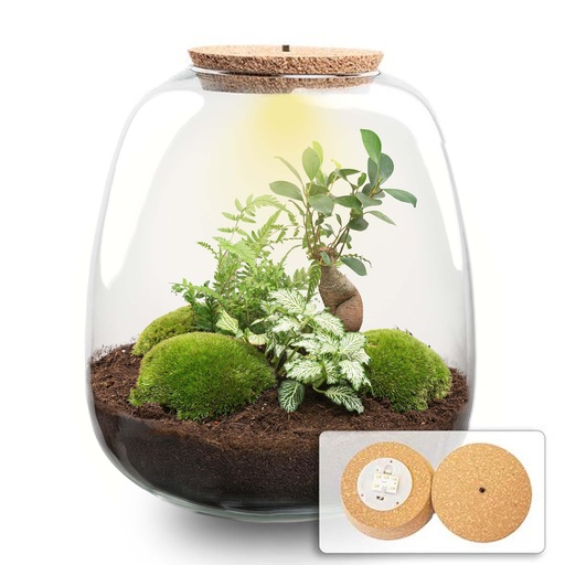 "Pflanzen Terrarium - Emma - DIY kit - ↑ 25 cm - Ø 23 cm - Bonsai White image"