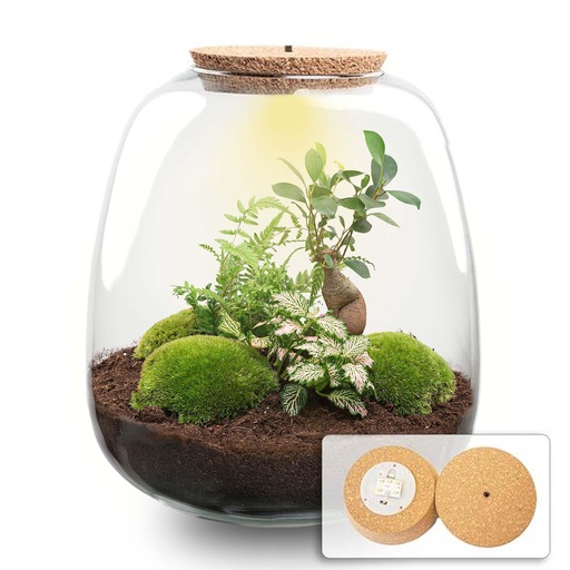 "Pflanzen Terrarium - Emma - DIY kit - ↑ 25 cm - Ø 23 cm - Bonsai Pink image"