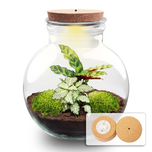 "Flaschengarten - Teddy - ↕ 26,5 cm - Met LED-kurk image"