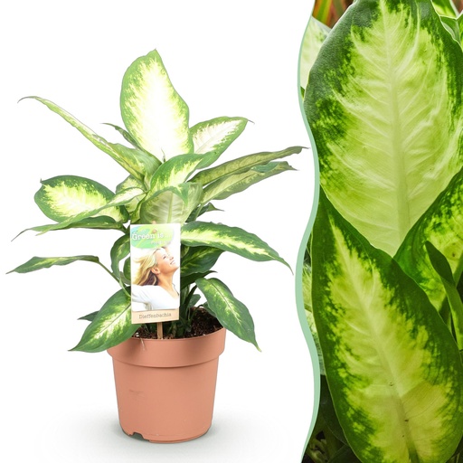 "Zimmerpflanzen - Dieffenbachia Camilla - Dieffenbachia - Wenig Pflege - Bunt - 1 Pflanze - Topf 17cm - Höhe 45-50cm image"