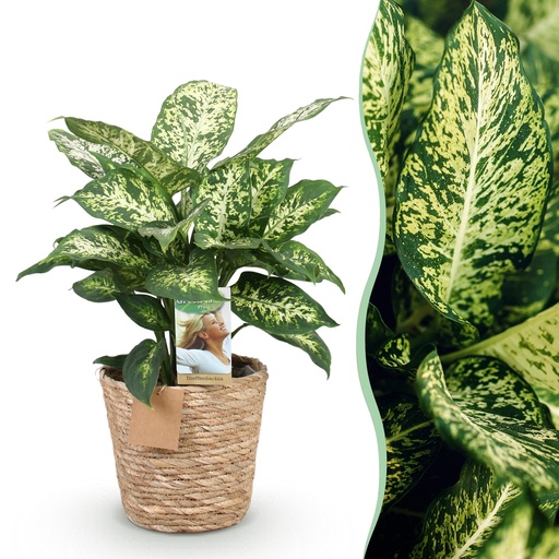 "Zimmerpflanzen - Diefenbachia Compacta - Dieffenbachia - Wenig Pflege - mit Korb - Bunt - 1 Pflanze - Topf 17cm - Höhe 45-50cm image"