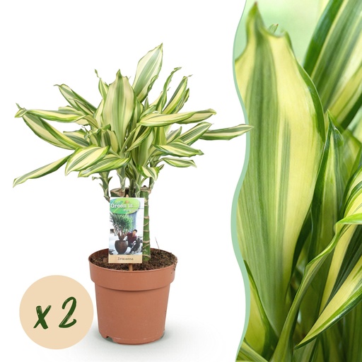 "Zimmerpflanzen - Dracaena fragrans Diamond Dream - Drachenbaum - Pflegeleicht - Bunt - 2 Pflanzen - Topf 17cm - Höhe 50-55cm image"