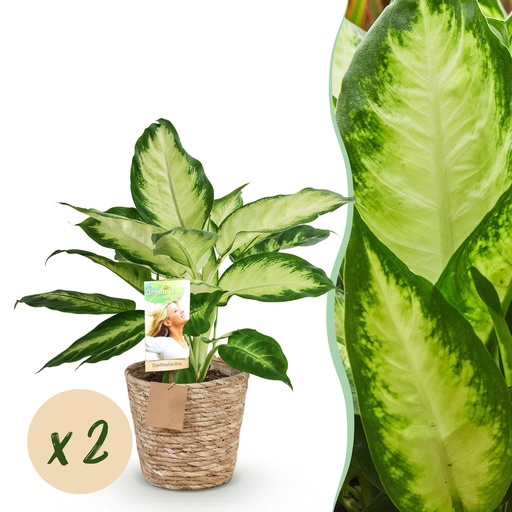 "Zimmerpflanzen - Dieffenbachia Camilla - Dieffenbachia - Wenig Pflege - mit Korb - Bunt - 2 Pflanzen - Topf 17cm - Höhe 45-50cm image"