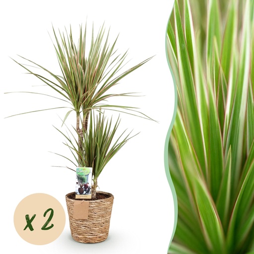 "Zimmerpflanzen - Dracaena Sunray - Drachenbaum - Pflegeleicht - mit Korb - Grün - Gelb - 2 Pflanzen - Topf 17cm - Höhe 70-75cm image"