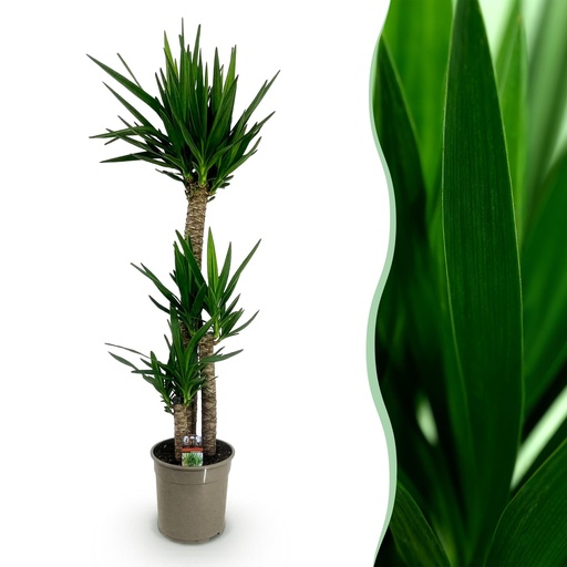 "Zimmerpflanze - Yucca elephantipes - Yucca - Wenig Pflege - Grün - 1 - Topf 24cm - Höhe 140cm image"